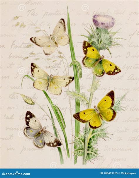 Vintage-style Butterfly Illustration Stock Illustration - Illustration of garden, beauty: 288413763