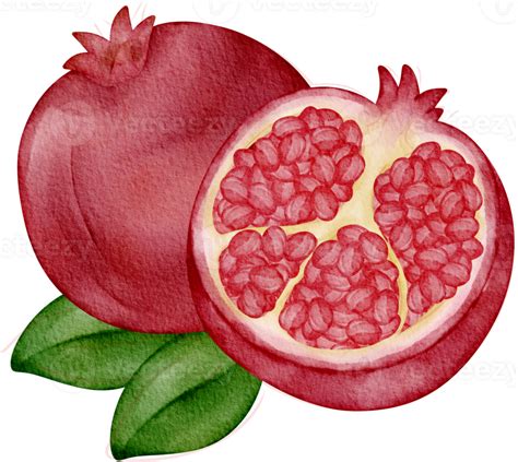 Watercolor Pomegranate Fruit 36908296 PNG