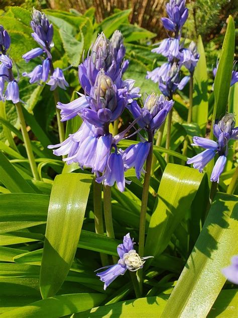 Más de 10 fotos de Campanillas Españolas y Naturaleza gratis Pixabay