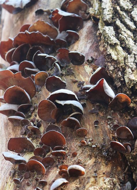 Wood Ear Mushrooms A Delicate Treat Gardenista