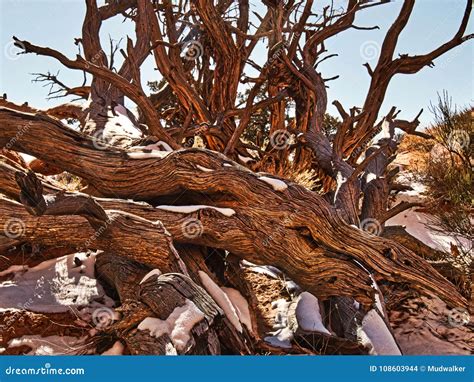 Winter Desert Wood Stock Photo Image Of Lands Avenue 108603944