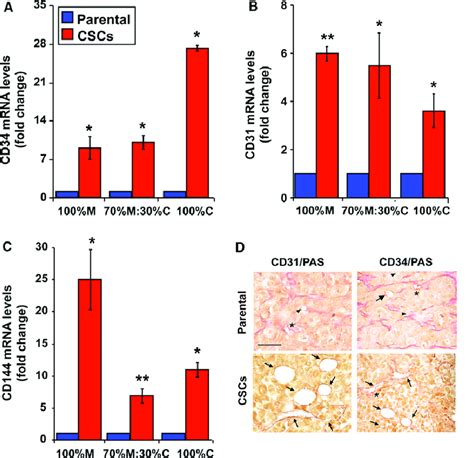 Cscs Have An Increased Expression Of Cd Cd And Cd In Vitro And