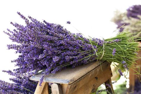 Quando Piantare La Lavanda Piante Da Giardino Piantare La Lavanda