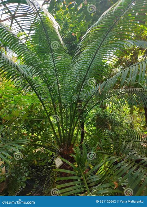 Cycas Tree Or Japanese Sago Palm Foliage. Close Up Photo Of Green