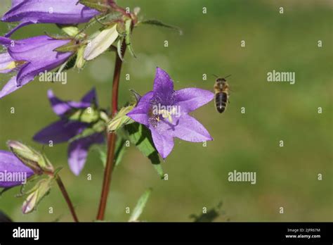 Blühende mit Brennnesseln blättrige Glockenblume Campanula trachelium