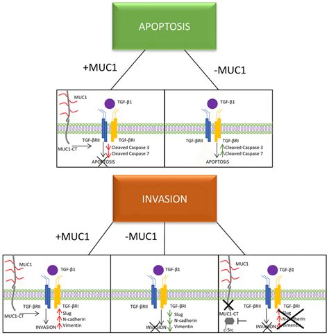 A schematic of the proposed mechanism of MUC1 mediating TGF β