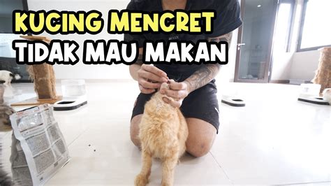 Kucing Mencret Dan Tidak Mau Makan Royal Canin Gastrointestinal Youtube