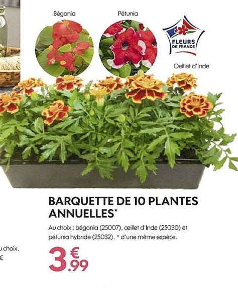 Promo Barquette De 10 Plantes Annuelles Chez Truffaut ICatalogue Fr