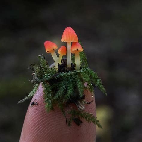 Pin On Mushrooms