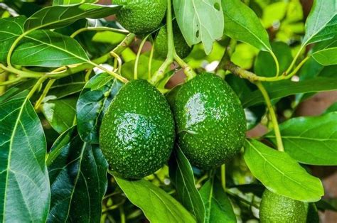 10 Easy Tips To Growing Avocado In Pots The Gardening Dad Grow