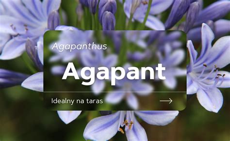 Agapant Uprawa Tych Ro Lin O Ciekawych Kwiatach Ro Liny