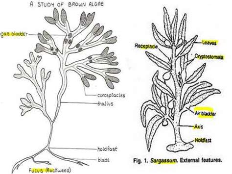 The Phaeophyta By Vineeta Kri Bsc Part Msc Sem Youtube