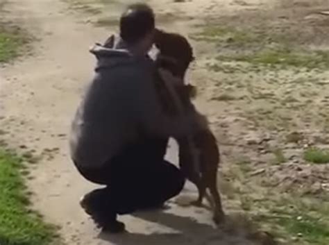 Video Perro Llora De Alegr A Al Reencontrarse Con Su Due O Rmx