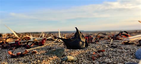 Shark Egg Case Hunt & ID Training, Cumbria - Dynamic Dunescapes