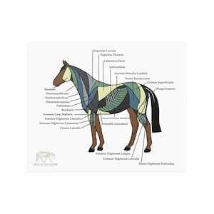 Equine Anatomy Satin Poster Superficial Muscle Layer - Etsy