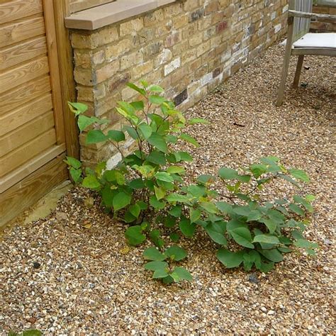 The Ultimate Japanese Knotweed Insurance Guide Environet