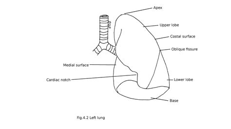 Lungs - myhumananatomy