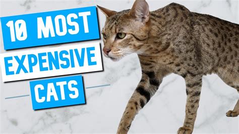 10 Most Expensive Cat Breeds In The World 2020 Youtube