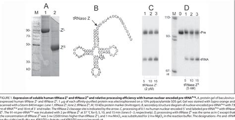 Figure 1 From Naturally Occurring Mutations In Human Mitochondrial Pre