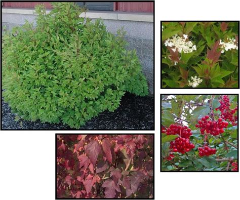 DWARF AMERICAN CRANBERRY VIBURNUM Hinsdale Nurseries Welcome To