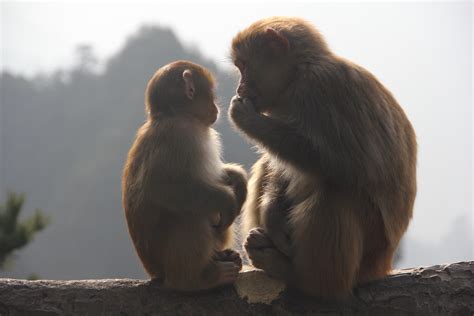 Incredibly charming Monkeys, zhangjiajie free image download