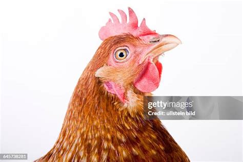 259 Huhn Chicken Stock Photos High Res Pictures And Images Getty Images