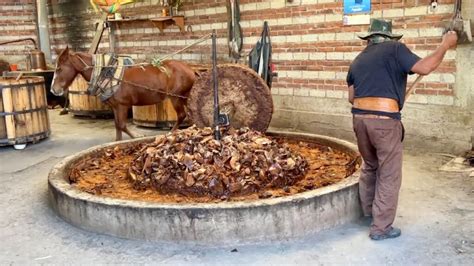 Molienda Del Agave Transformando Las Piñas En Dulce Jugo