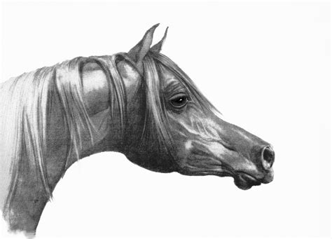 Pencil Arabian Horse Horse Drawings Pencil Drawings Of Animals