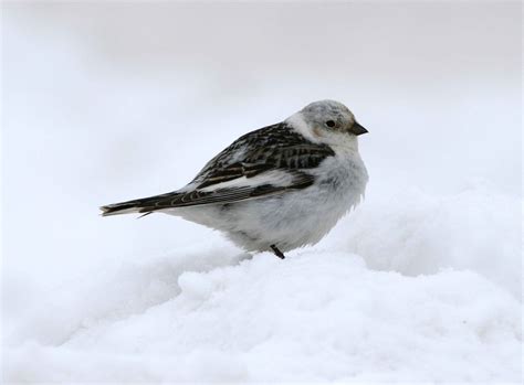 Free picture: snow, bunting, bird, plectrophenax nivalis