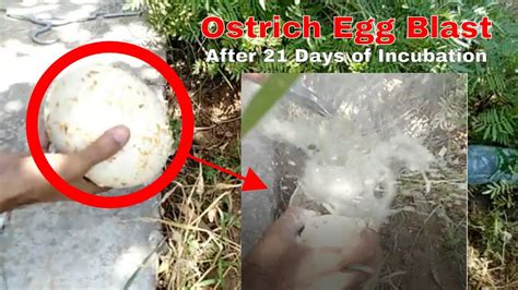 Ostrich Eggs Incubation Must Watch If You Are Going To Hatch Ostrich Eggs Youtube