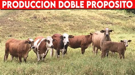 Sistema De Producción DOBLE PROPOSITO De GANADO Vacuno Vacas Lecheras