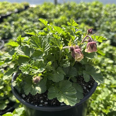 Geum rivale (Water Avens) - Cavano's Perennials