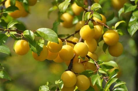 Yellow Plum Tree Identification How To Identify A Plum Tree