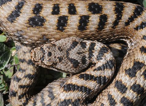 Album Vipera Aspis Atra Serpenti Del Ticino