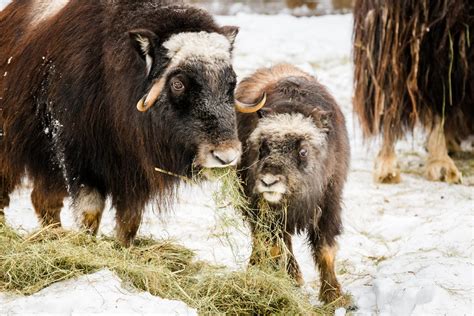 Musk Ox Ranua Resort