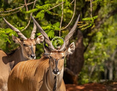 Giant Eland Antelope Wildlife Reference Photos For Artists