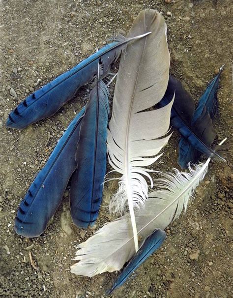 North Yuba Naturalist: Feathers!