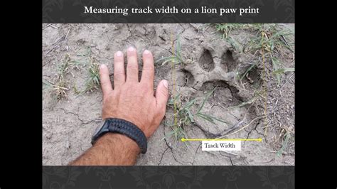 Wildlife Tracking Techniques And Equipment For Learning To Track For