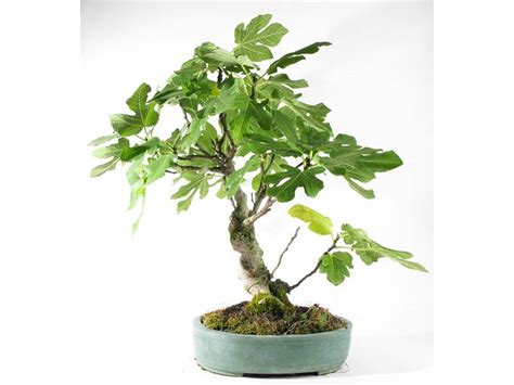 50 graines de Figuier d'Anatolie (Ficus carica) Fig Tree Samen Semillas Seeds | eBay