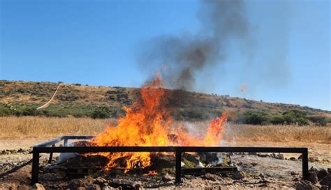 Incineran En Durango Casi Media Tonelada De Droga Asegurada En Operativos