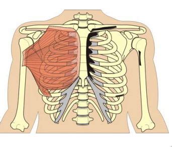 Negocio Nacionalismo Gato De Salto Anatomia Humana Musculos Del Torax