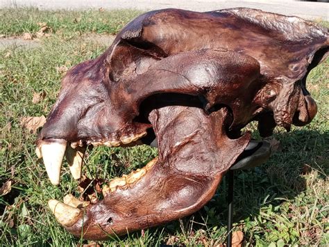 Bear: Short Faced Bear skull fossil cast replica Updated 2023 ...