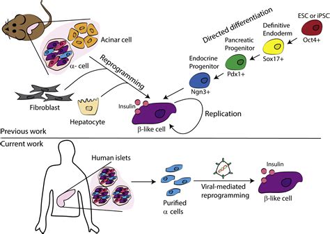 Beta Living Through Alpha Cells Cell Stem Cell