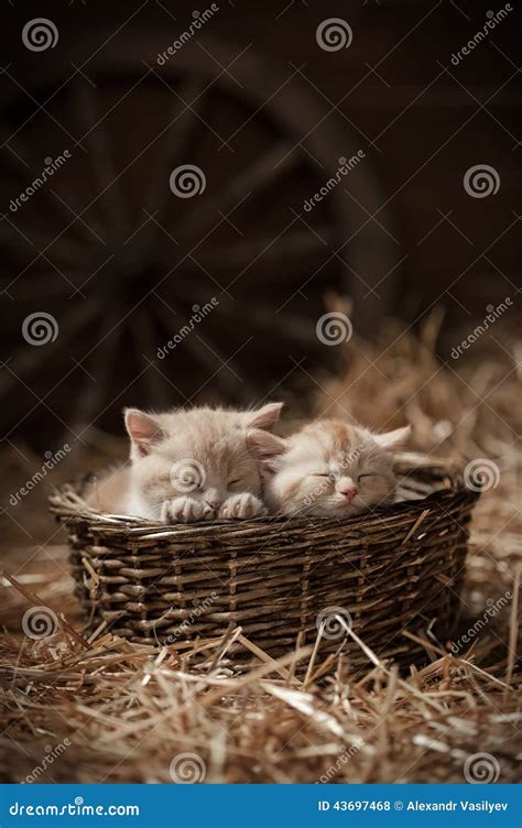 Kittens In A Basket Stock Photo Image Of Portrait Sleep 43697468