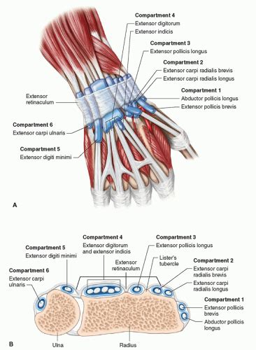 Wrist Compartment Anatomy