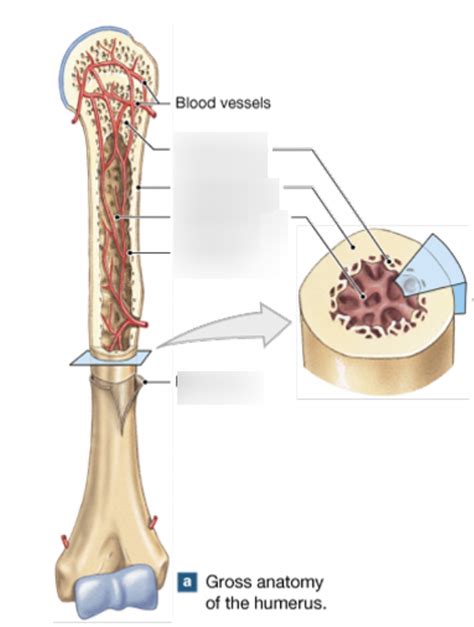 Anatomy Lecture Chapter Connective Tissue Bone Cont Diagram