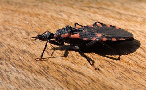 Springfield Plateau Bloodsucking Conenose