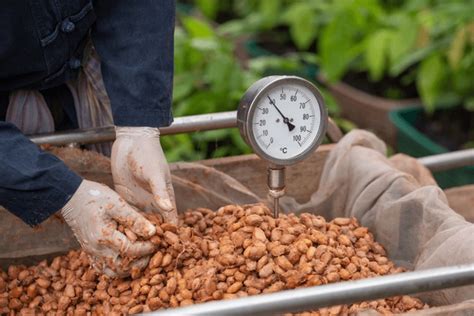 1 148 Cacao Bean Fermentation Royalty Free Photos And Stock Images