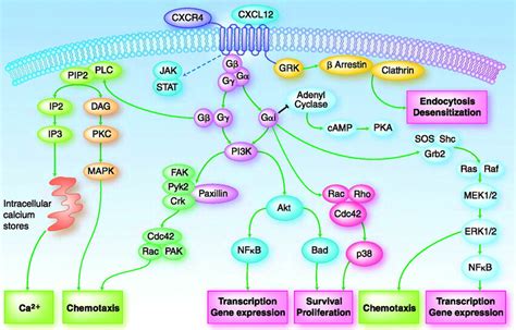 Schematic view of the signaling pathways activated by CXCL12/CXCR4 ...