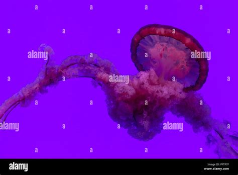 View of jellyfish at Ripley's Aquarium in Toronto, Ontario Stock Photo ...